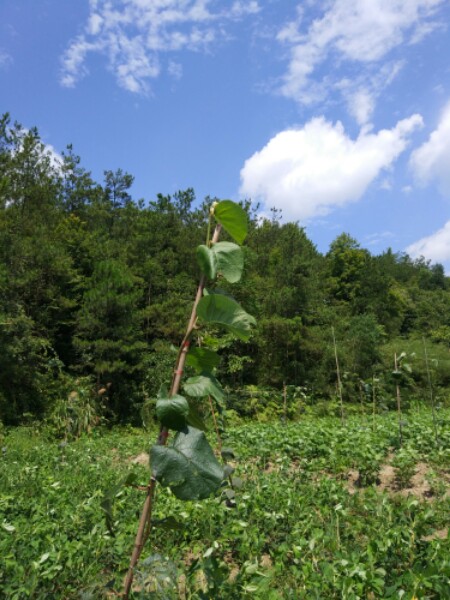 黄冈市英山县