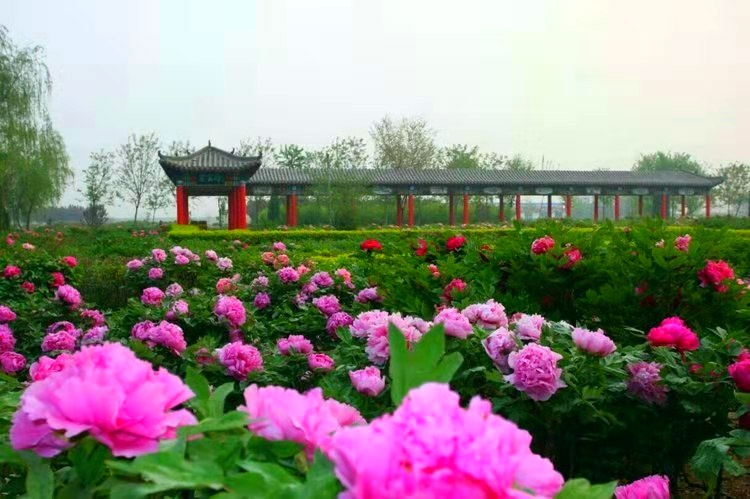 汉牡丹园售票处