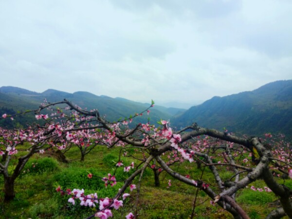 重庆市酉阳土家族苗族自治县