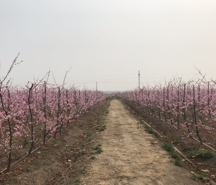 山东省潍坊市寒亭区经济开发区后阙庄村东