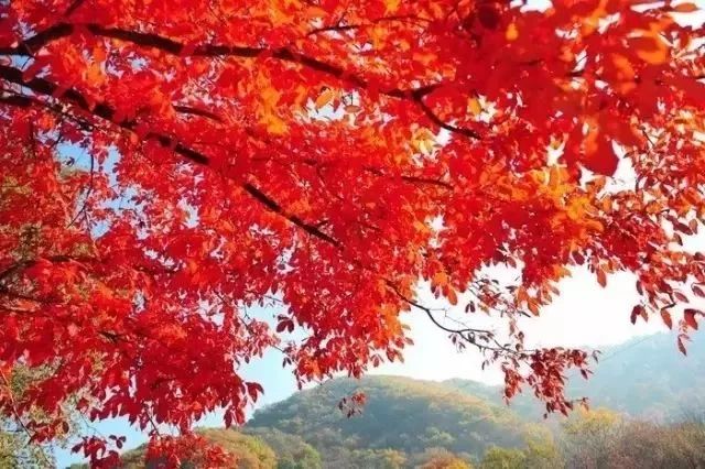 万亩枫林风景