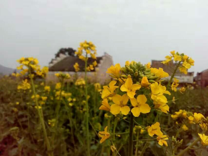 萍乡市莲花县