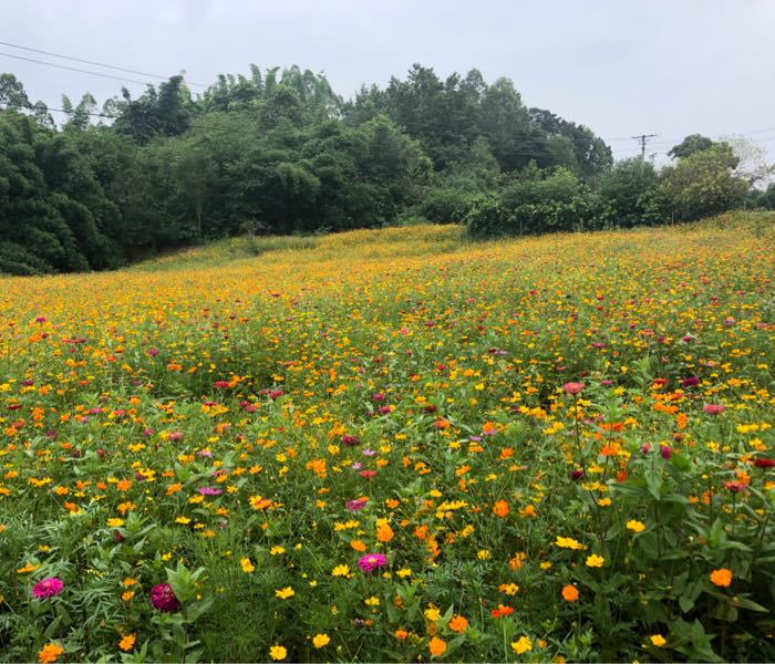 四川省成都市天府新区籍田街道西安村9组86号