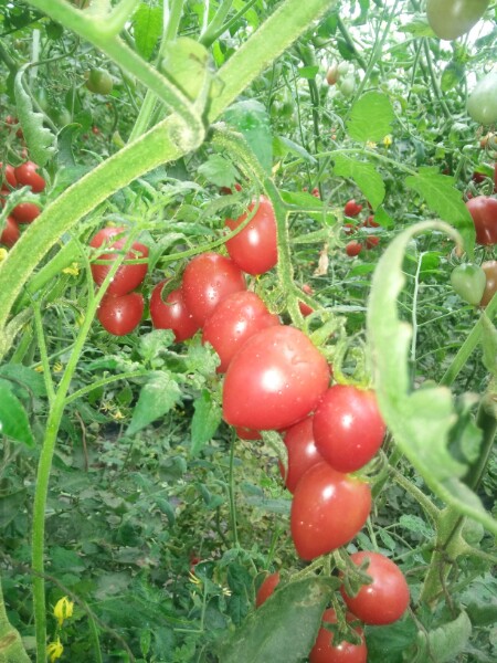 寿光果菜市场