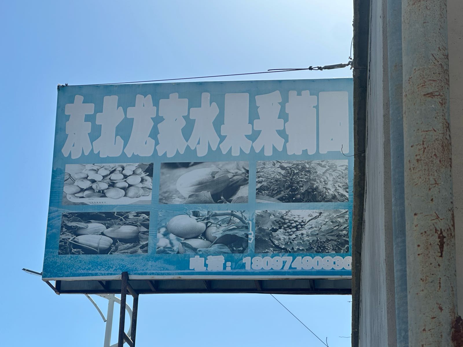东北龙家水果采摘园