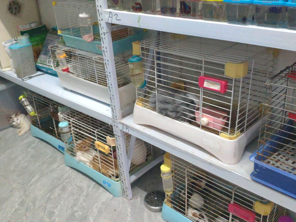 海南小丽宠物店