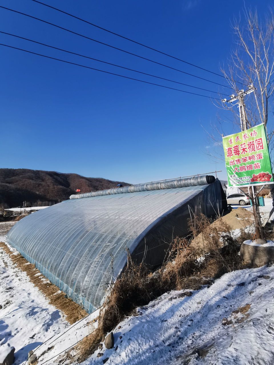 吉民农场摘莓采摘园