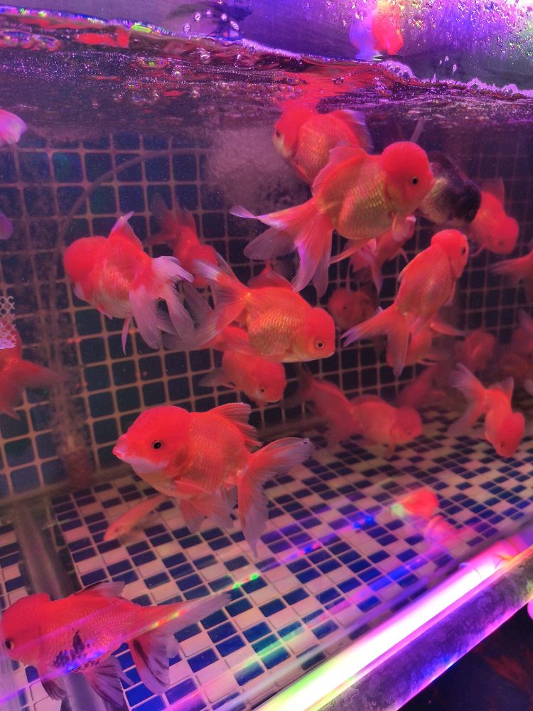 鸿运水族馆(X462店)