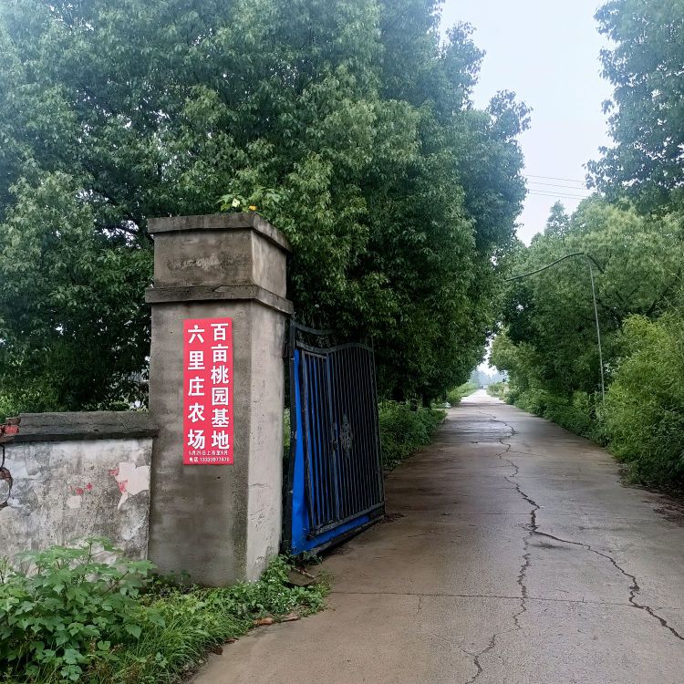 淮滨县三空桥乡六里庄农场百亩桃园基地