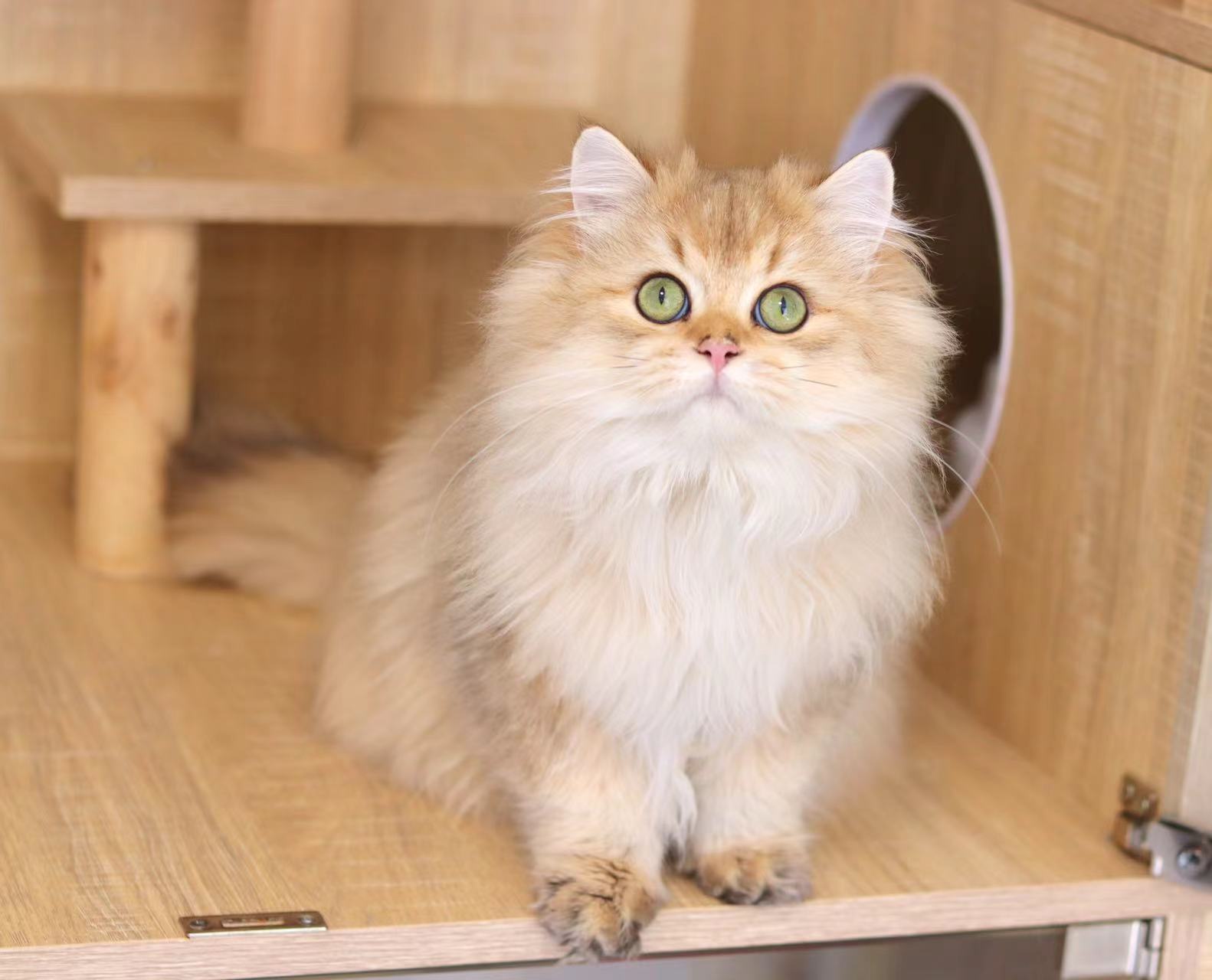 猫故猫舍