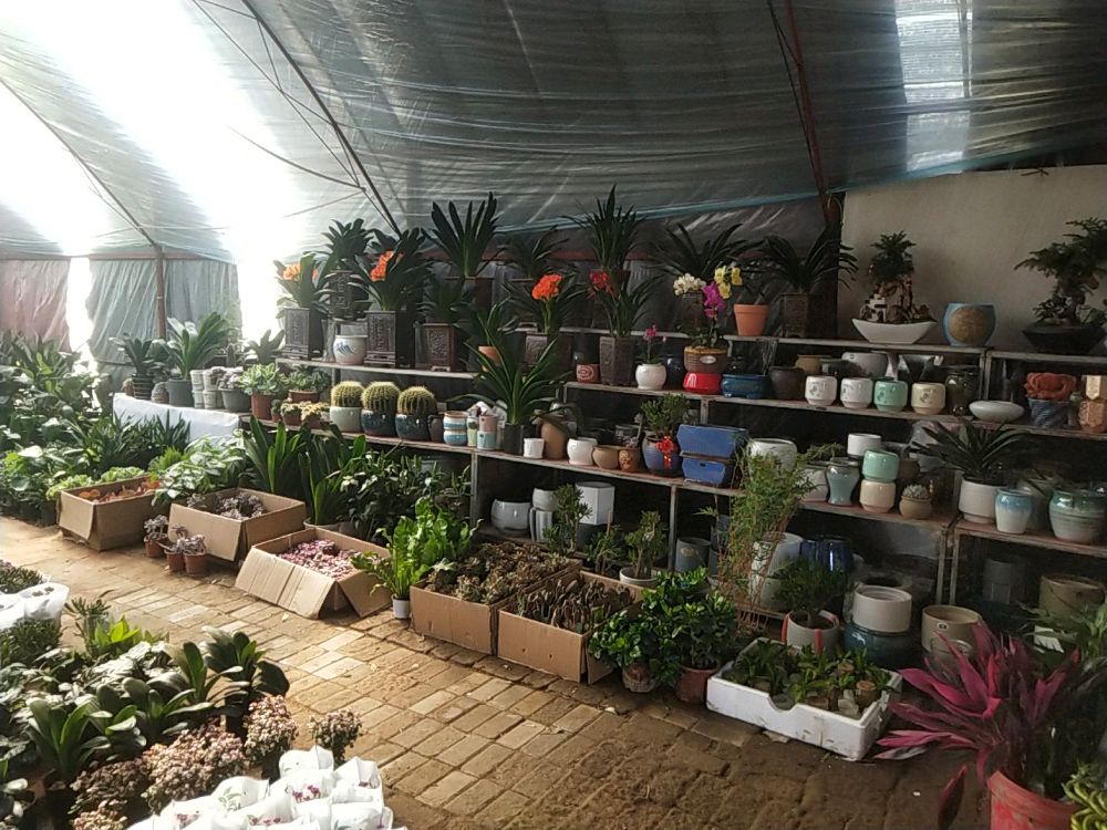 开心花卉