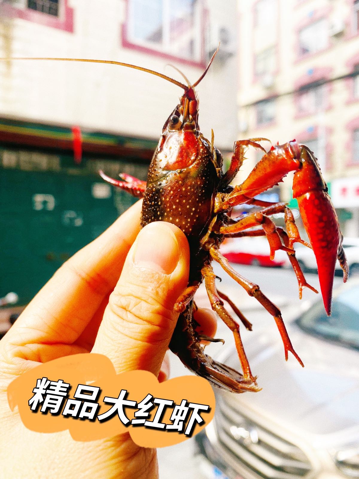 广西合池市金城江区猫氏小龙虾店