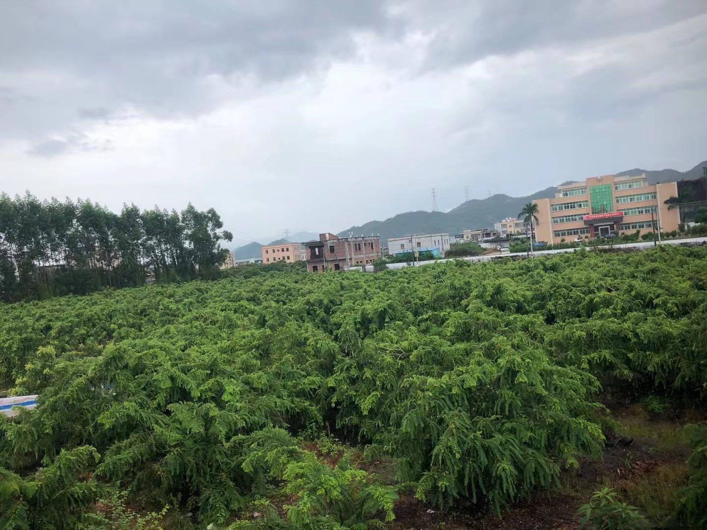 广东省陆丰市华侨管理区英姐果园